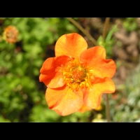 Geum Chiloense (fam. Rosacees)(Andes)(03)